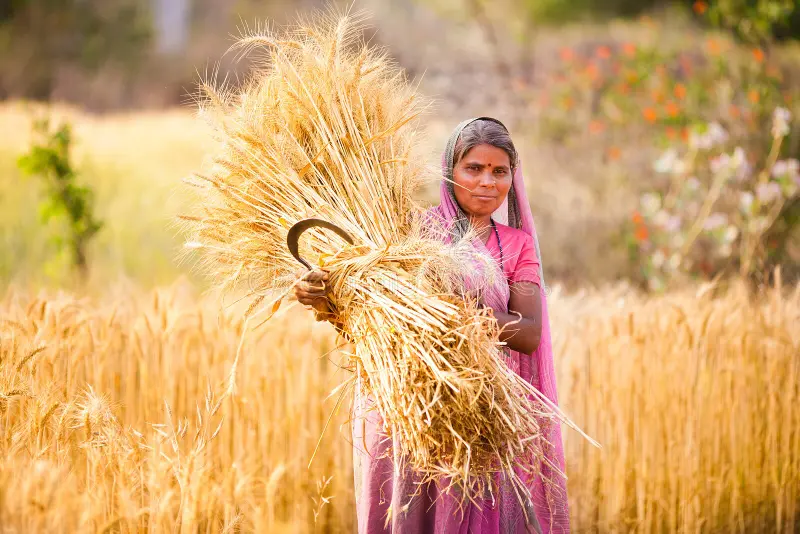 Crop collection from farmers